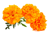 Marigold Flower